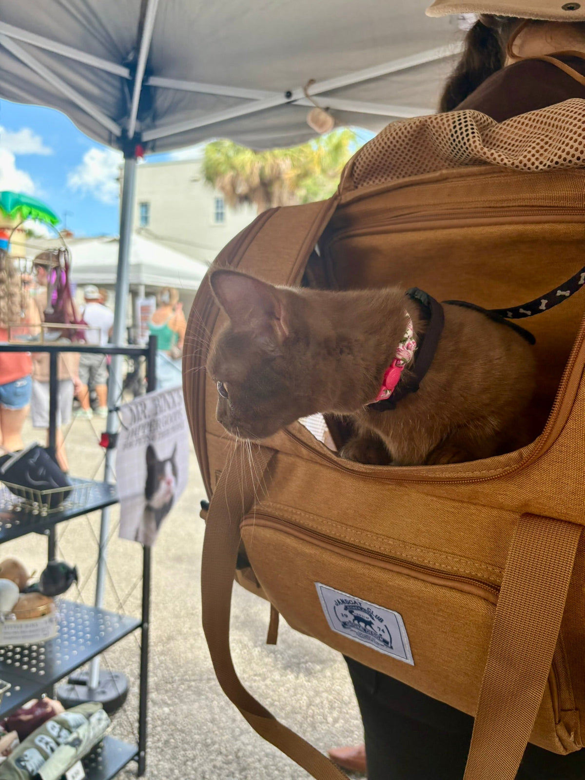 small cat looking at booth