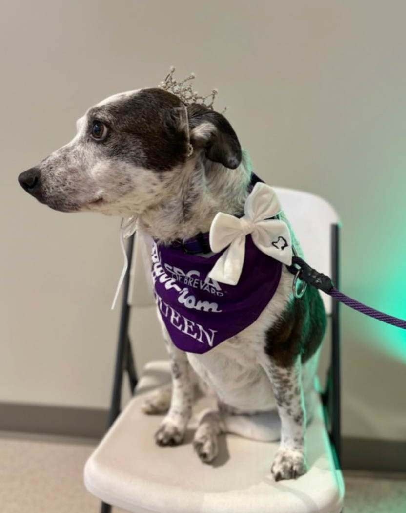 An Evening of Elegance & Giving: SPCA Brevard Purrom