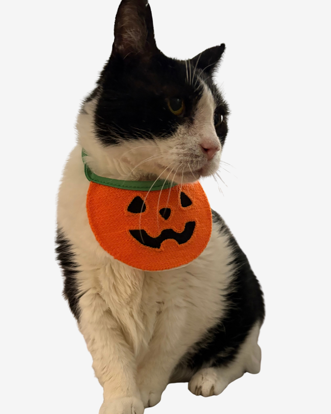 Halloween Bibs