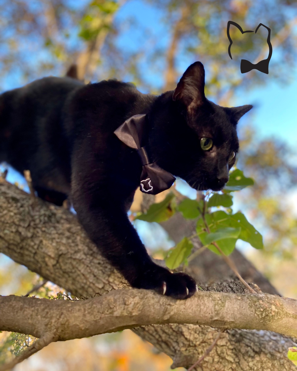 Mr Binx's Classic Bow Tie