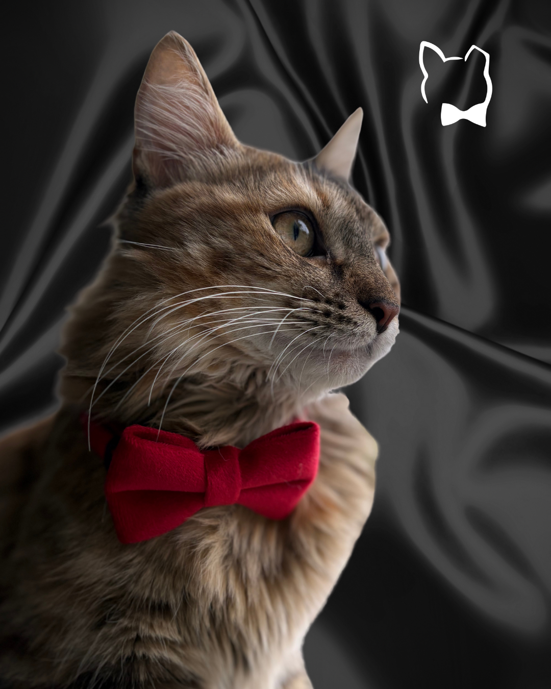 Heartbreaker Velvet Bow Tie & Collar Set