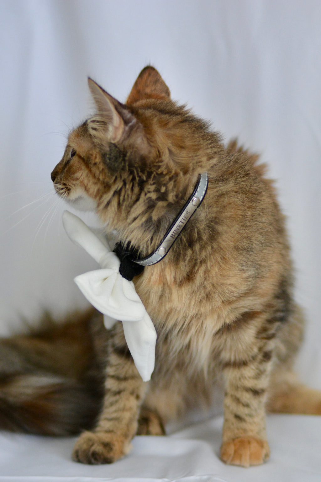 Lumina Luxe Reflective Collar