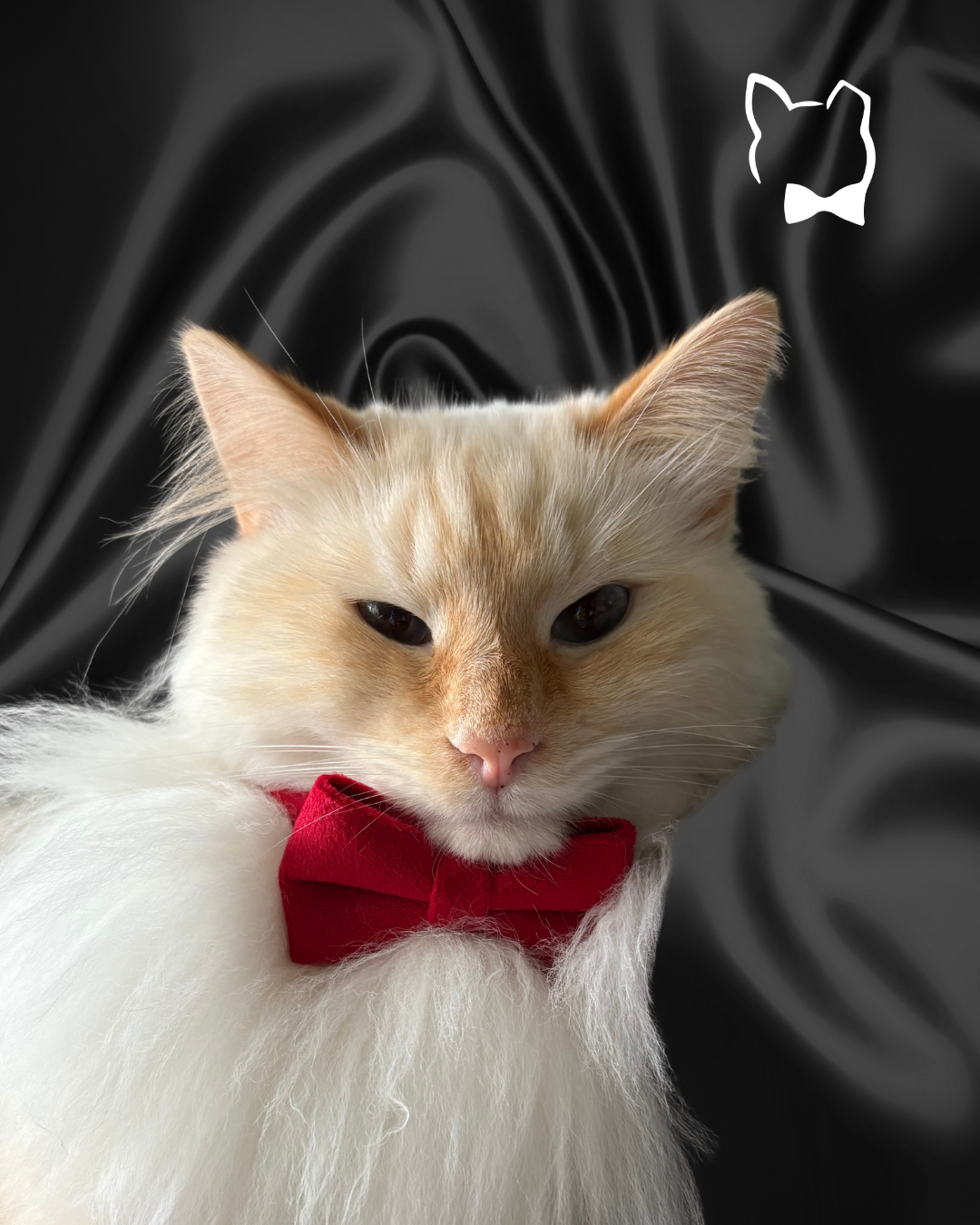 Heartbreaker Velvet Bow Tie & Collar Set