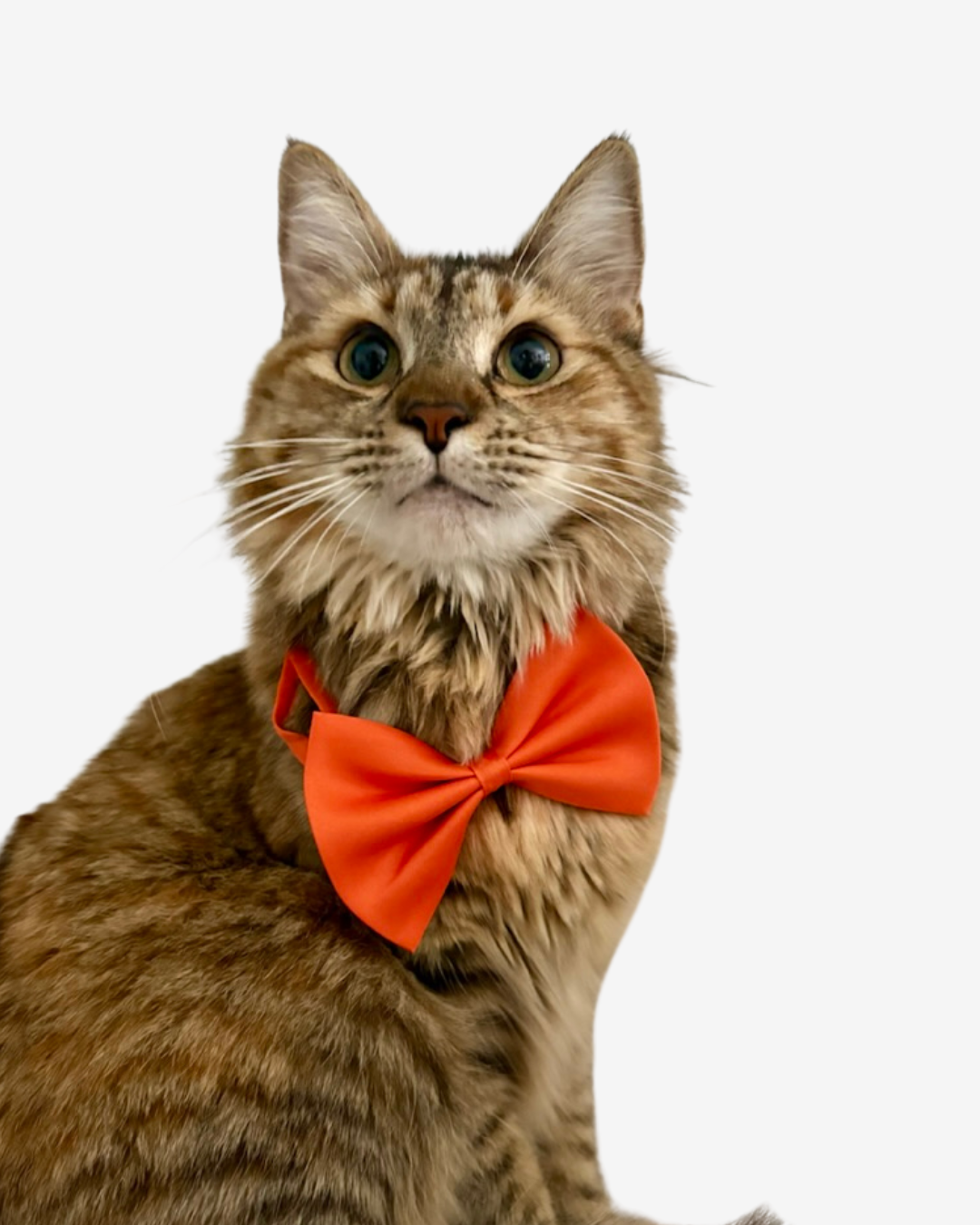 Florida Citrus Bow Tie & Collar Set