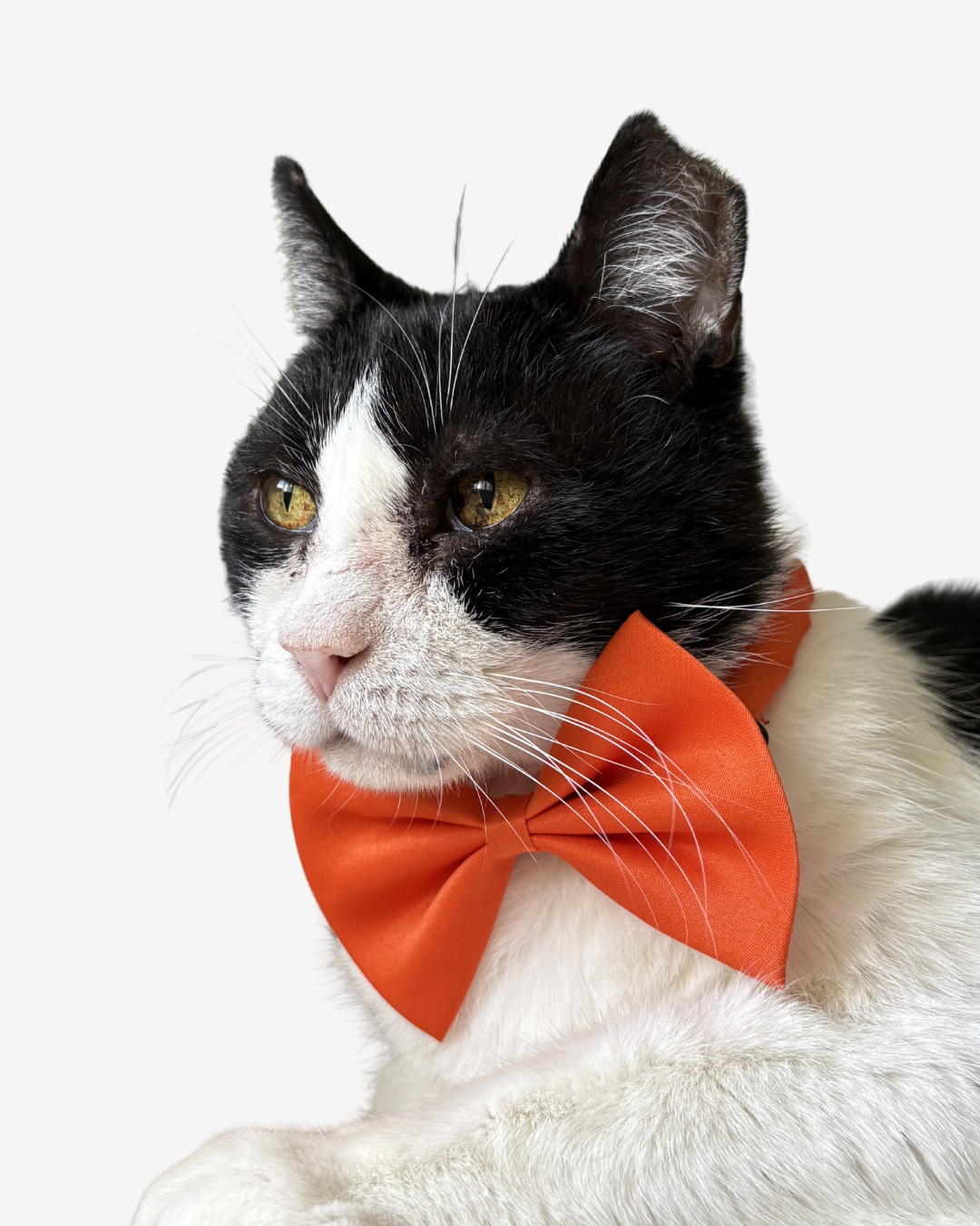 Florida Citrus Bow Tie & Collar Set