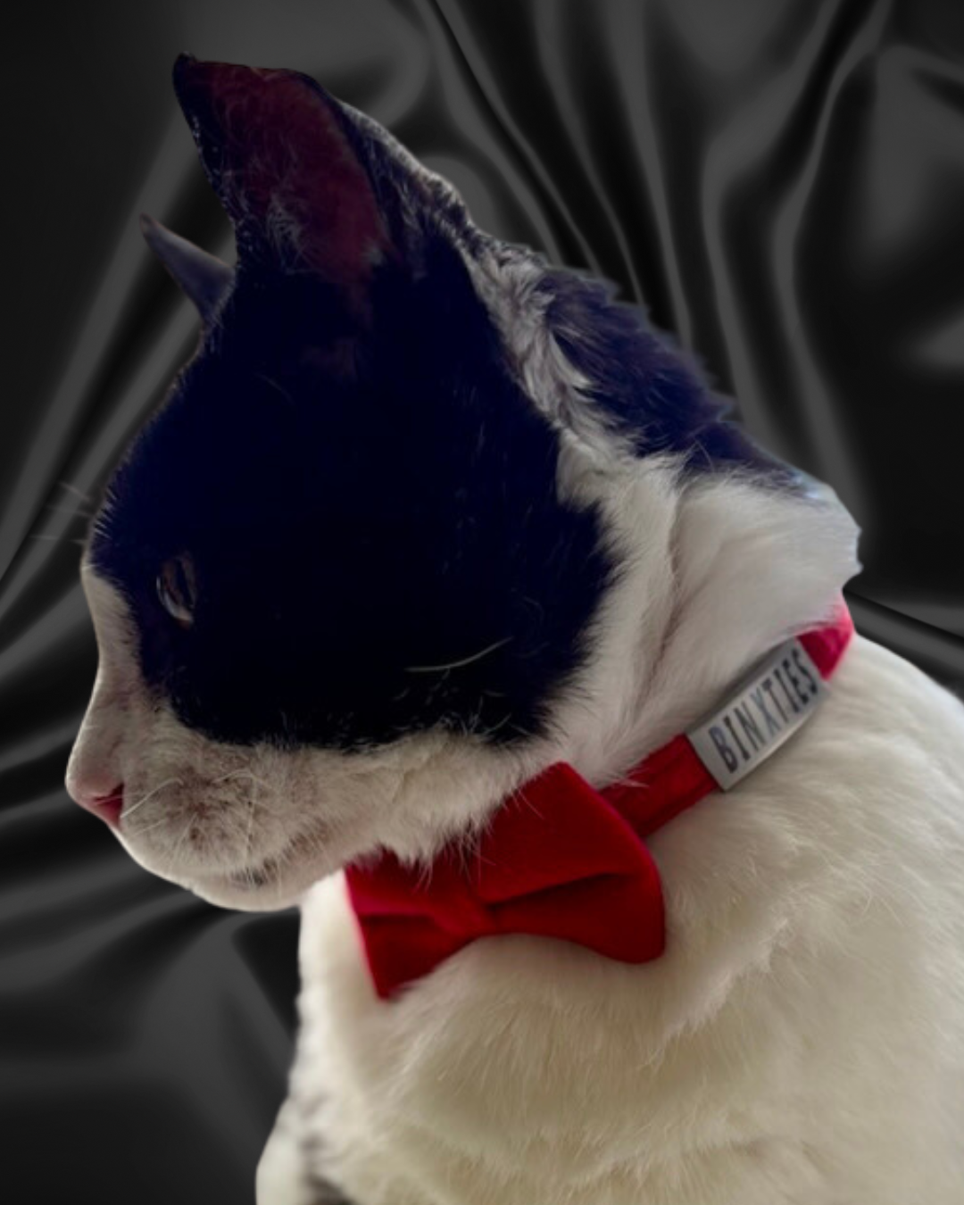 Heartbreaker Velvet Bow Tie & Collar Set