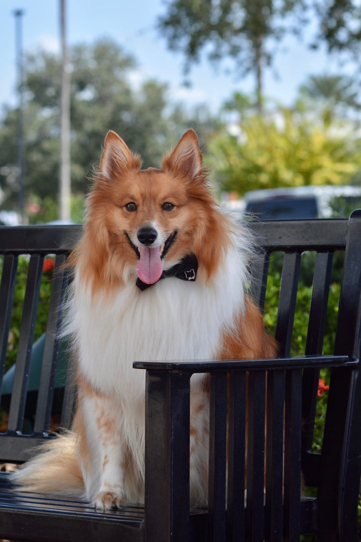 Mr Binx's Classic Bow Tie