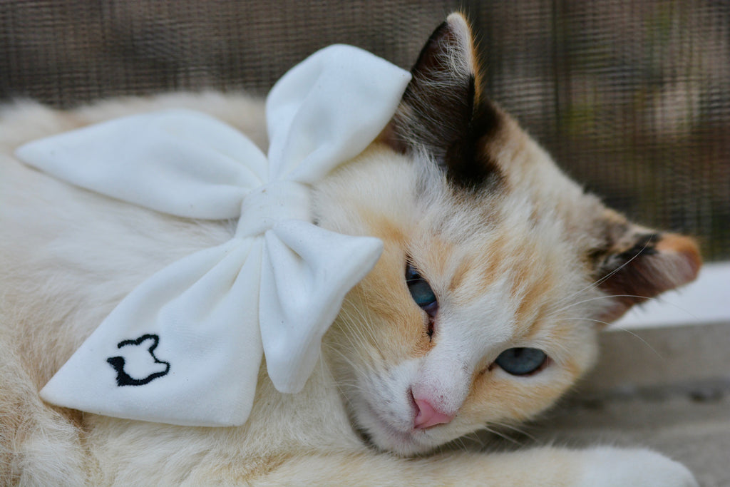 Darling Sailor Bow