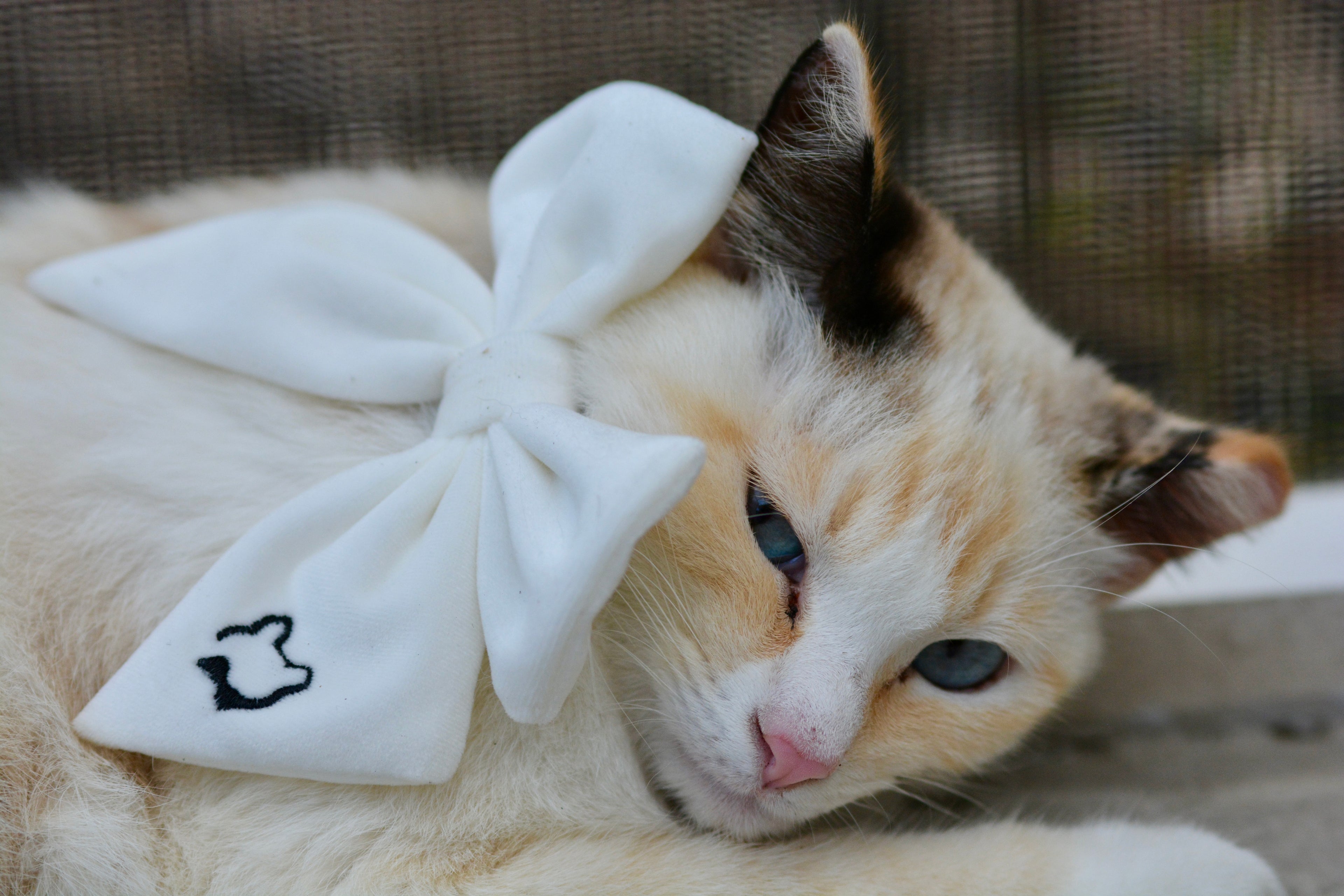 Darling Sailor Bow