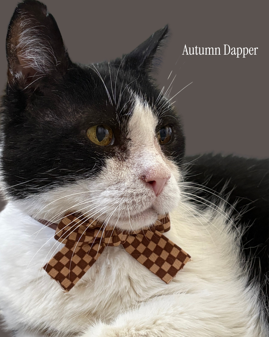 A close-up portrait of a black and white cat wearing a brown and tan checkered bow tie, with the text 'Autumn Dapper' in the upper right corner against a solid dark gray background.