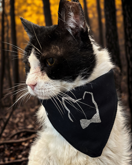 Black Cat Bundle