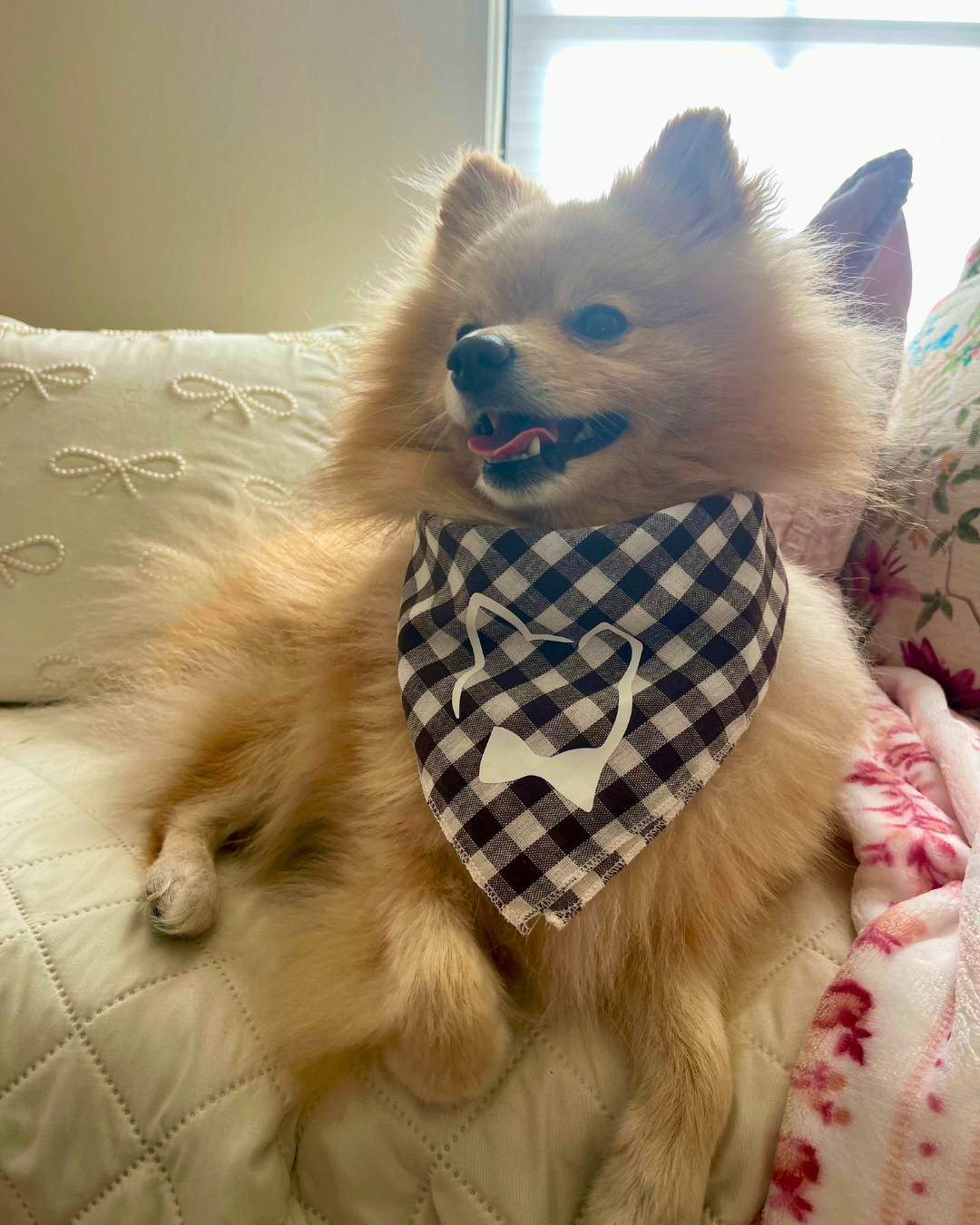 Dapper Dog Bandanas