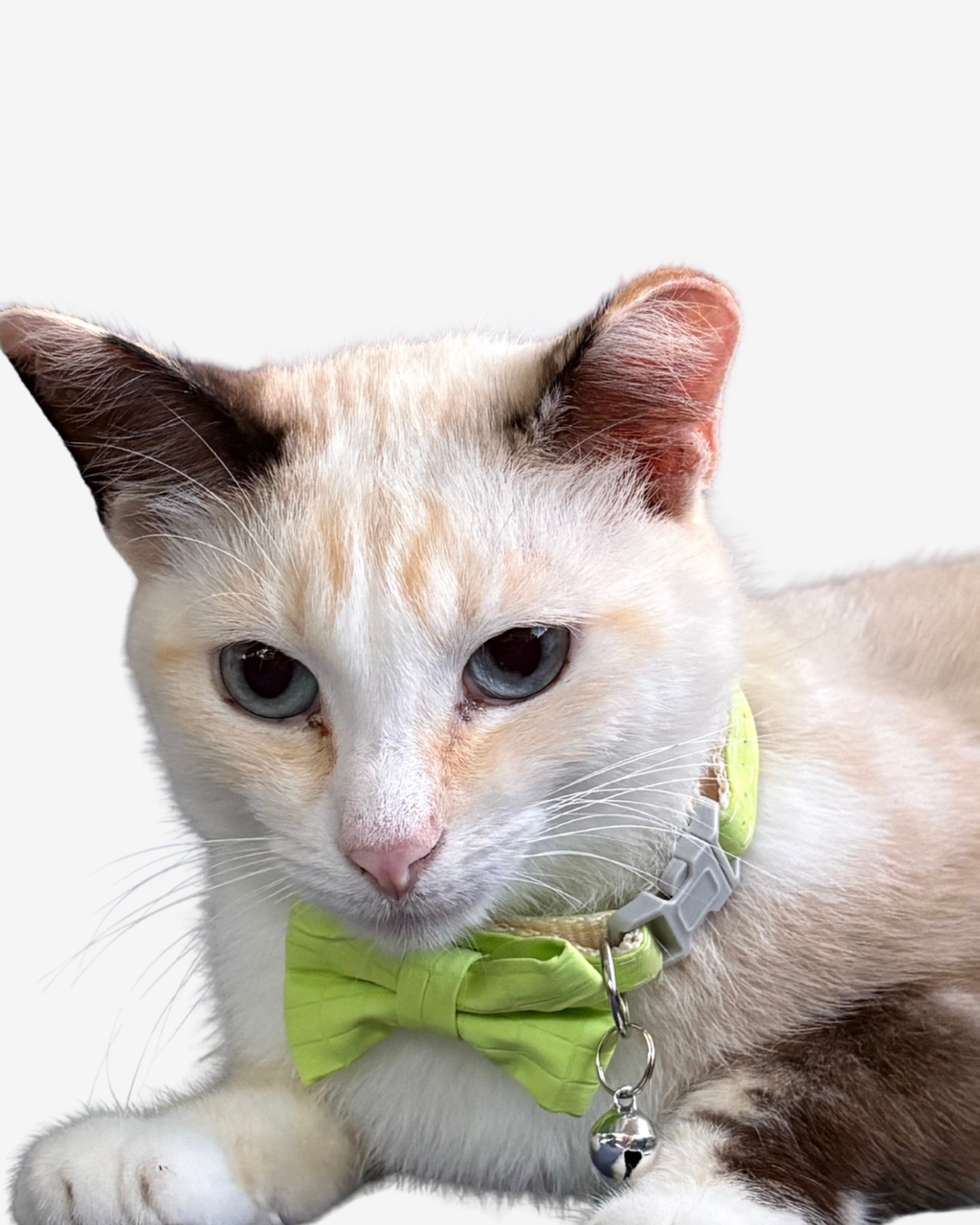 Key Lime Bow Tie & Collar Set