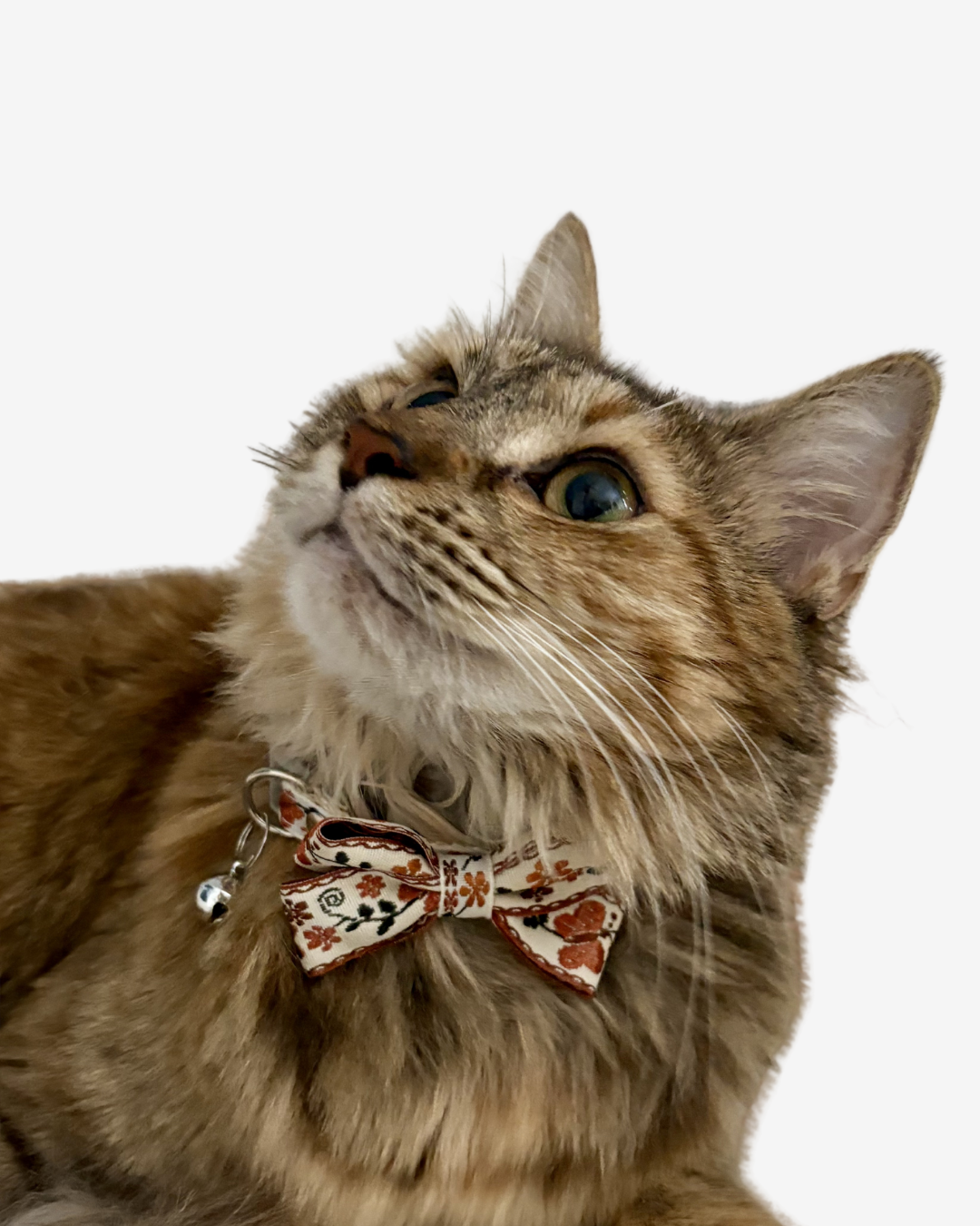Butterfly Bloom Bow Tie & Collar Set