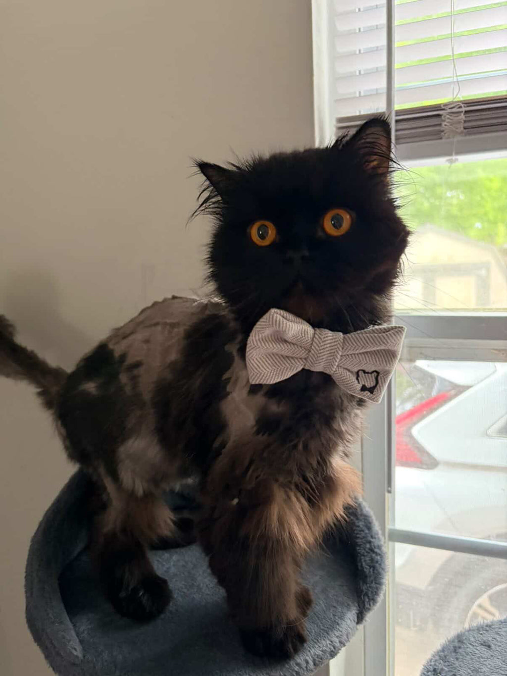 Heritage Tweed Bow Tie