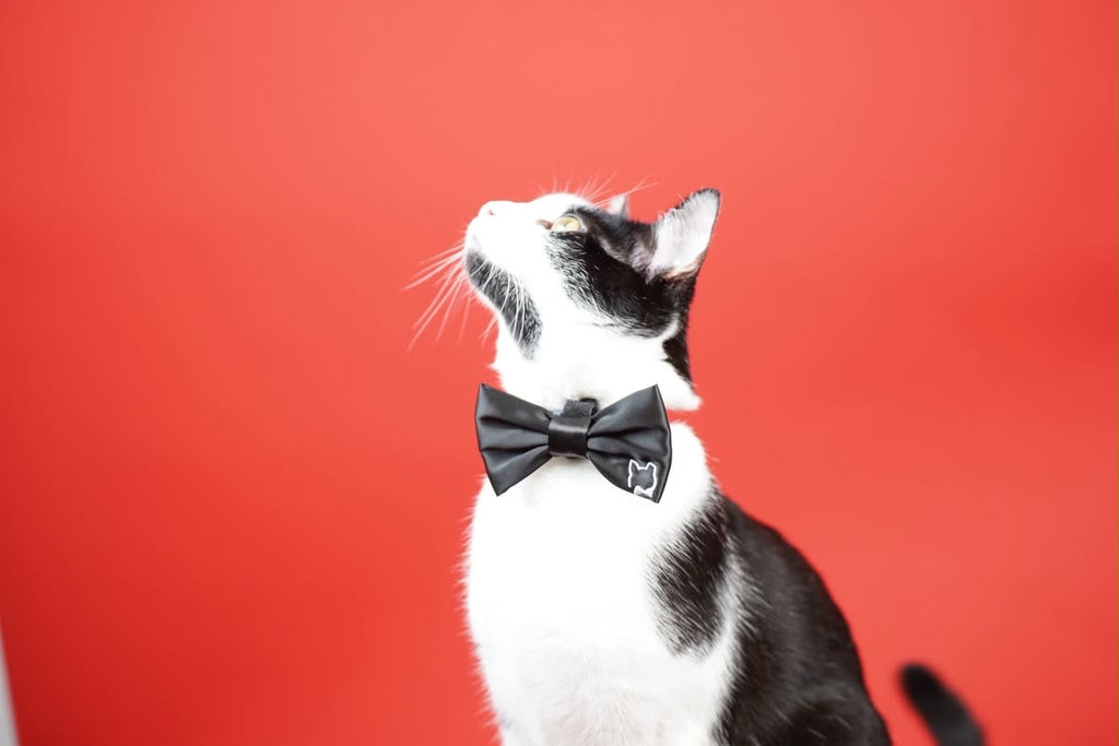 Mr. Binx's Signature Bow Tie