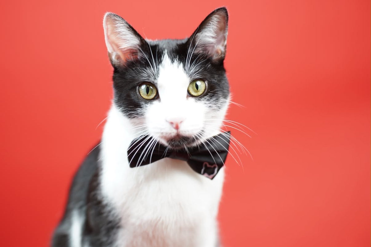 Mr. Binx's Signature Bow Tie