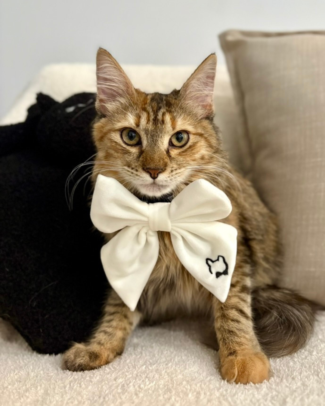 Poppy wearing Darling Sailor Bow