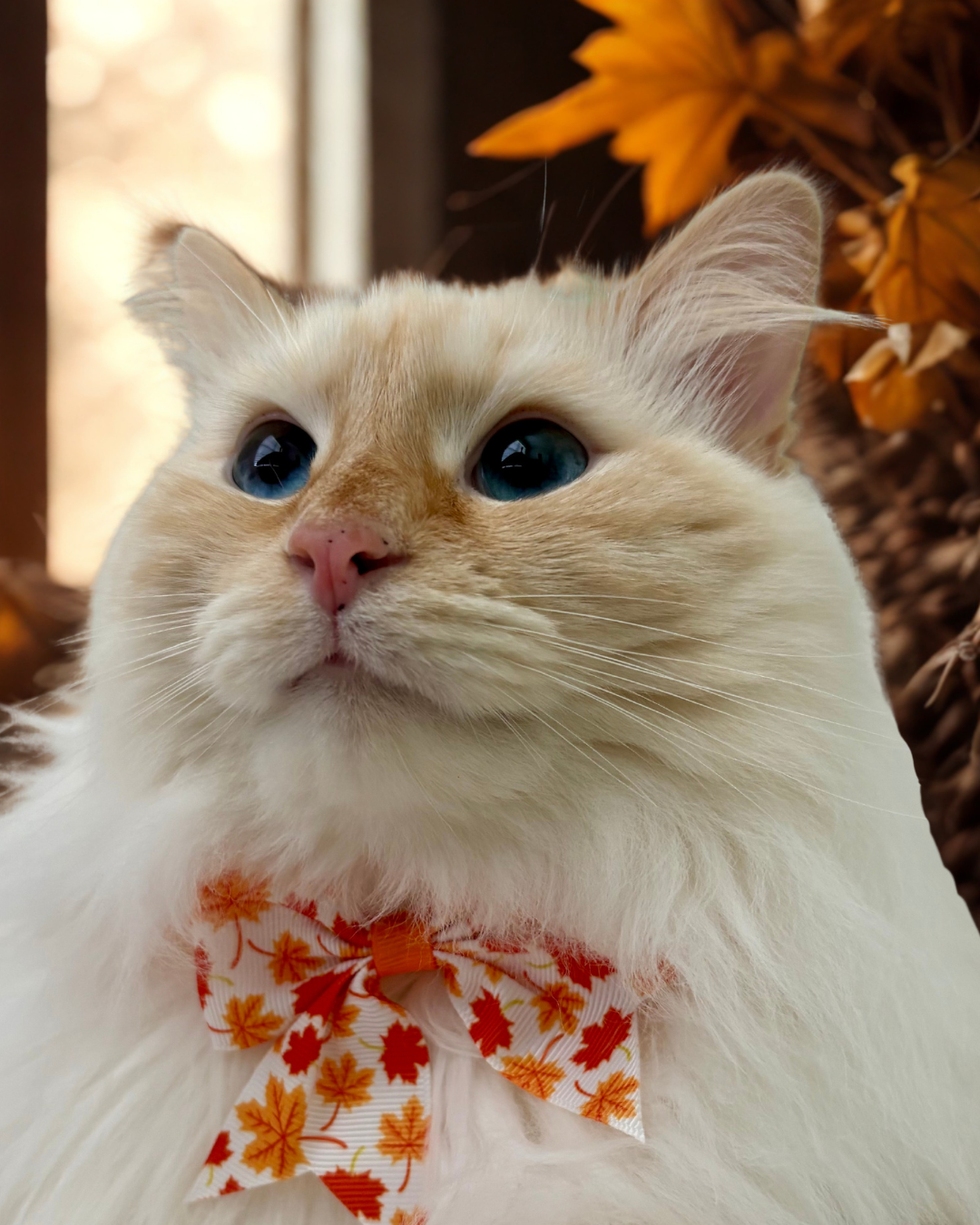A fluffy cream-colored cat with bright blue eyes wearing a white bow tie printed with red and orange autumn leaves, set against a warm, blurred background of fall foliage.