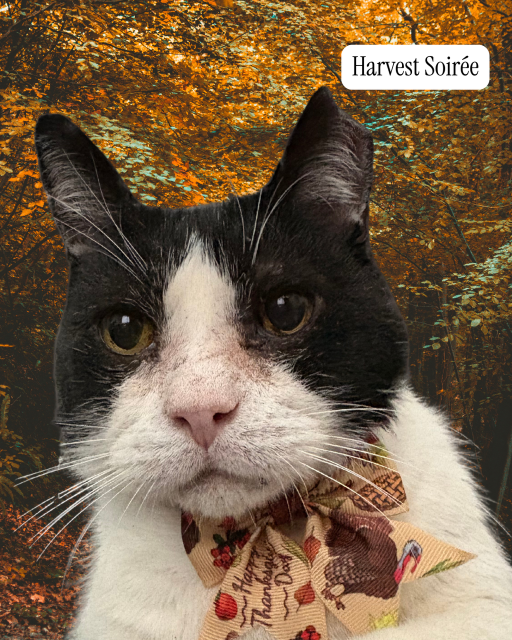A black and white cat wearing a patterned Thanksgiving-themed bow tie, set against a digital autumn forest background with the text 'Harvest Soirée' in the top right corner.