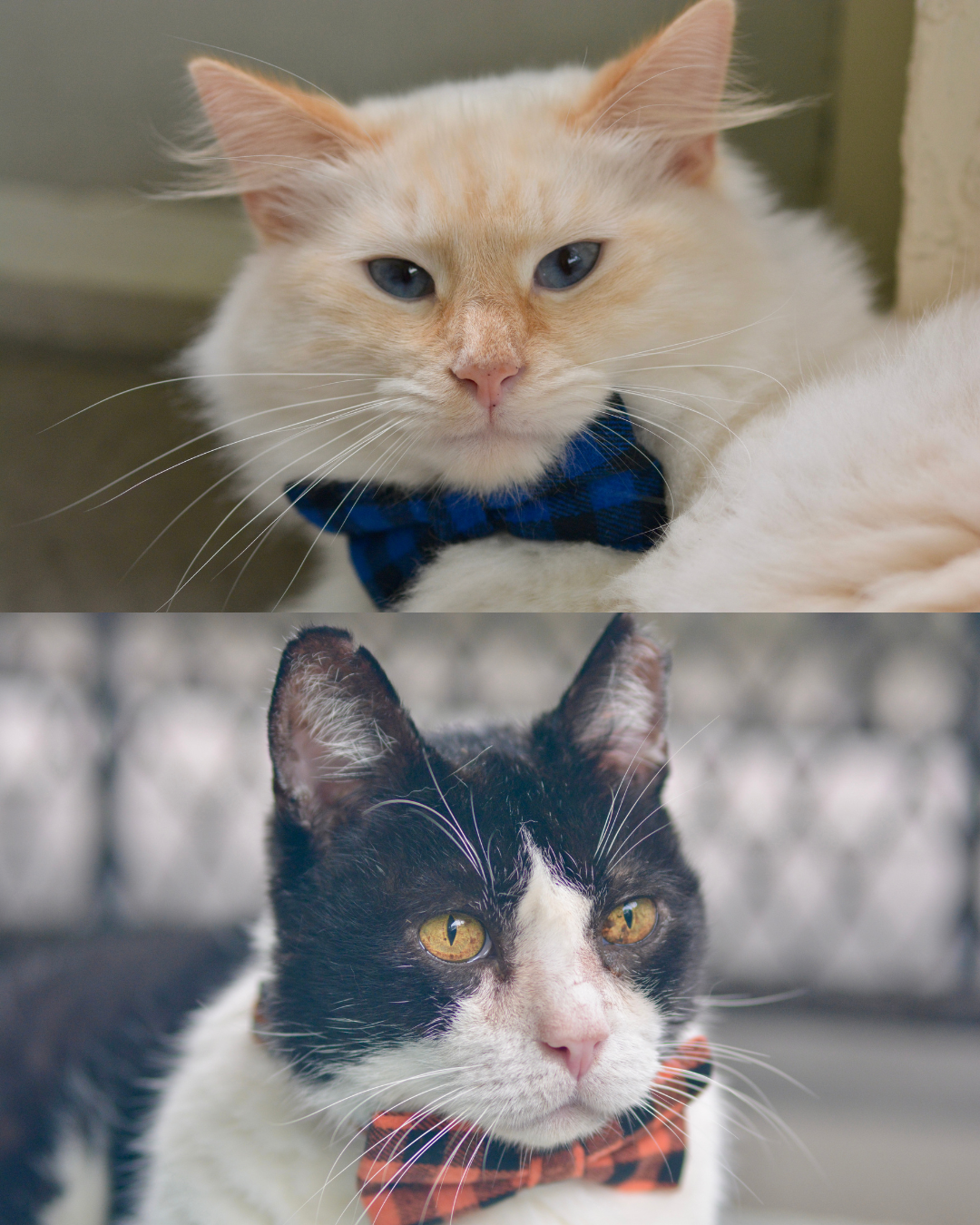 Two cats wearing flannel bowties