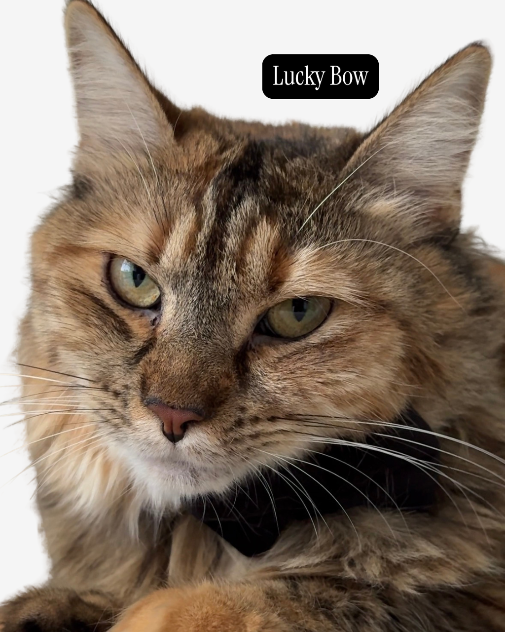 A close-up portrait of a long-haired tabby cat with green eyes and a black collar, with a small black label reading 'Lucky Bow' near the top right.