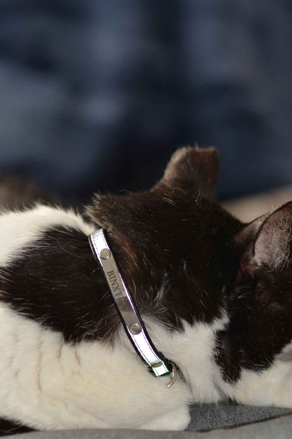 breakaway collar on a black and white cat