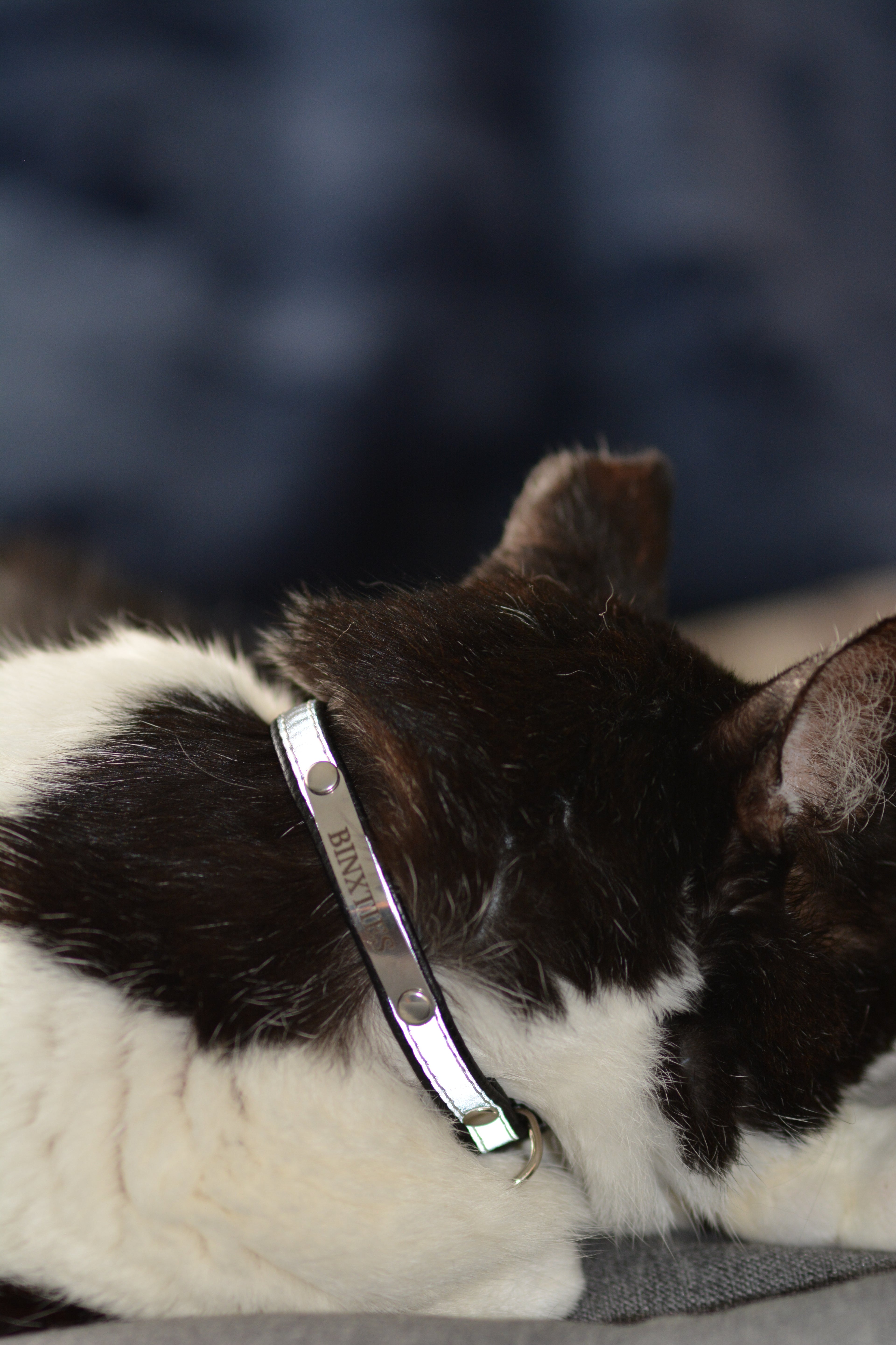 breakaway collar on a black and white cat