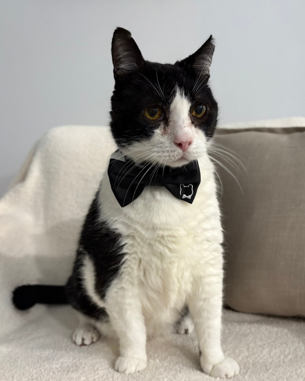 Mr. Binx wearing the black satin classic bowtie