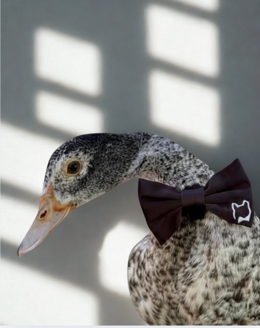 Mr Binx's Classic Bow Tie