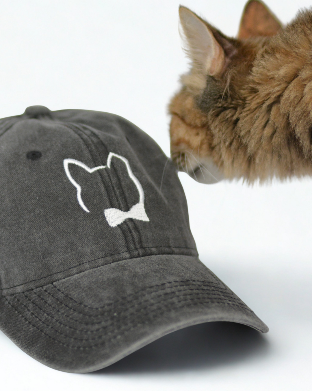 cat smelling Signature Mineral Wash Baseball Cap
