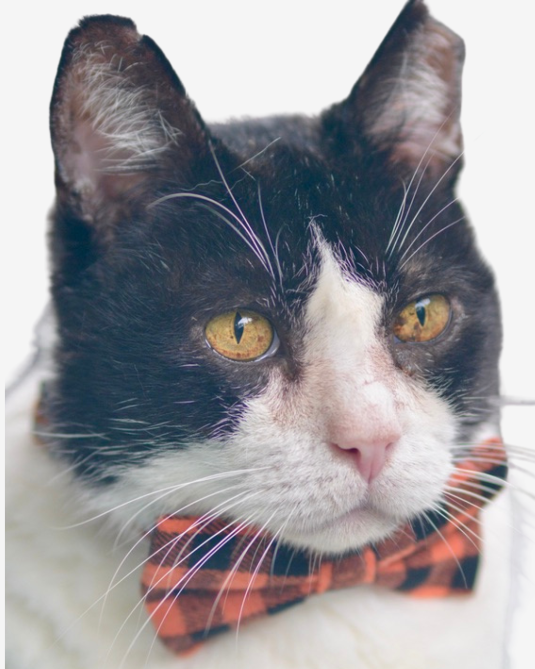 Flannel Feline Bowtie & Breakaway Collar Set